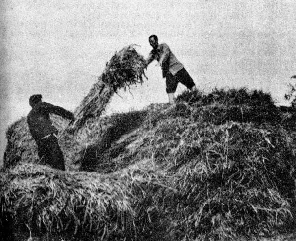 东北农民王士文1950年共收获粮食70多石。1950年9月5日，新华社讯，土地改革后东北农村经济普遍上升。